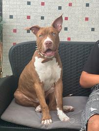 Pit bull