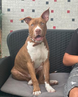 Pit bull