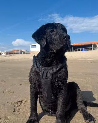 Cucciolo di Labrador Retriever  nero