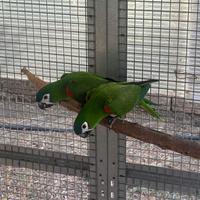 Pappagalli Coppia di Ara Nobilis