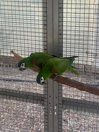 Pappagalli Coppia di Ara Nobilis