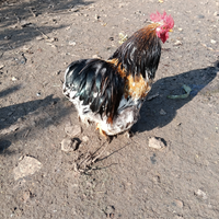 Gallo concicina millefiori