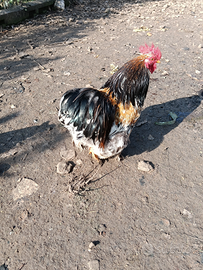 Gallo concicina millefiori