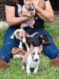 Bull terrier miniature