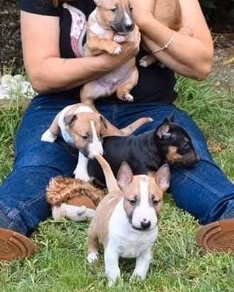 Bull terrier miniature