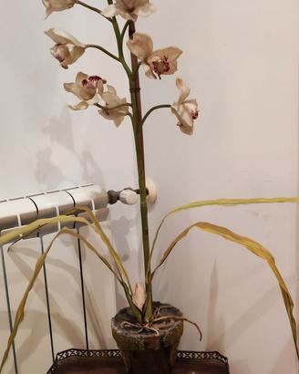 orchidea finta 