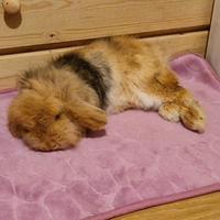 Nilà giovane arietina