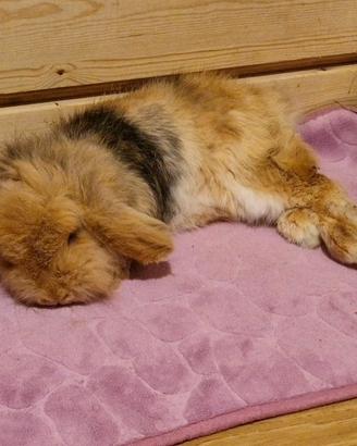 Nilà giovane arietina