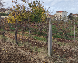 Terreno agricolo