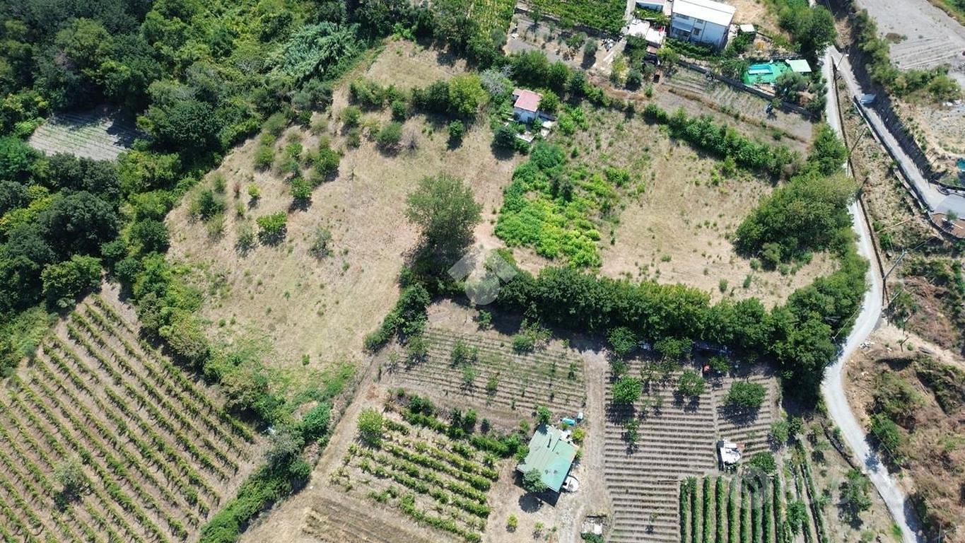TERRENO A POLLENA TROCCHIA - Altro