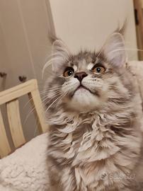 Gattina Maine coon