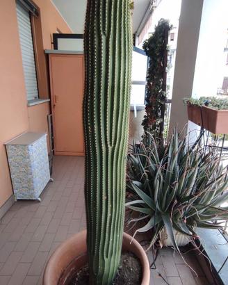 PIANTA GRASSA 140 CM