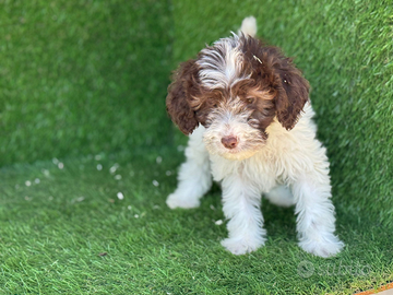 Lagotto romagnolo