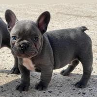 Bulldog francese per accoppiamento
