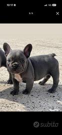 Bulldog francese per accoppiamento