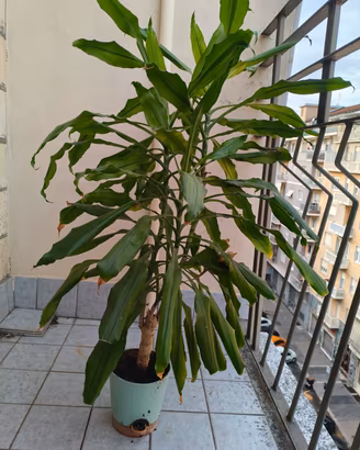 Pianta "Tronchetto della felicità"