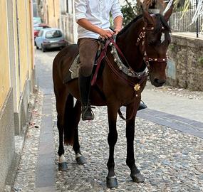 Cavallo