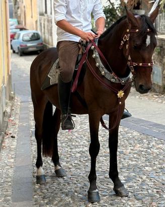 Cavallo