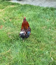 Gallo Oliver Egger