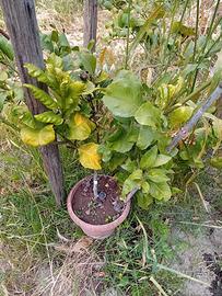 pianta di limone classico 