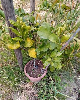 pianta di limone classico 