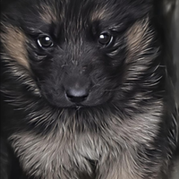 Pastore tedesco femmina