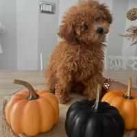 Barbincino mini e teacup