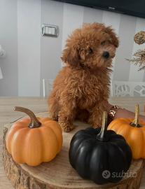 Barbincino mini e teacup