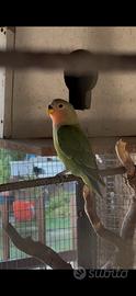 Inseparabile (Agapornis roseacollis)