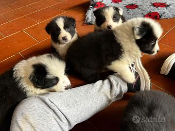 Border collie di alta genealogia