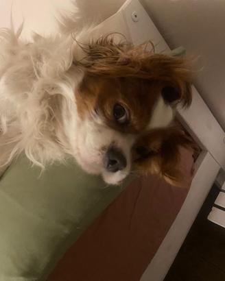 Cavalier King