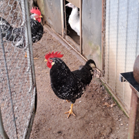 Galline