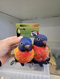 Pappagalli Lorichetto Arcobaleno DA IMBECCO