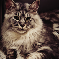 Maine Coon Maschio