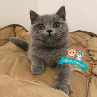 British Shorthair Scottish Fold Straight