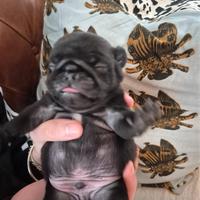 Cuccioli di Carlino nero