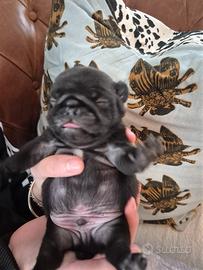 Cuccioli di Carlino nero