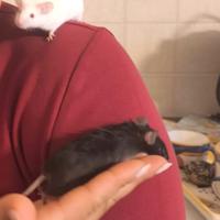 Topolini femmina da compagnia