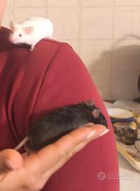 Topolini femmina da compagnia