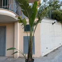 Sterlizia Gigante