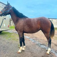 Cavallo angloaraba endurance