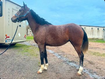 Cavallo angloaraba endurance