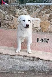 Cucciola 3 mesi