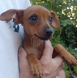 Pinscher nano