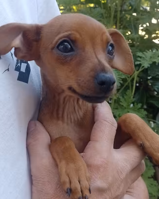 Pinscher nano