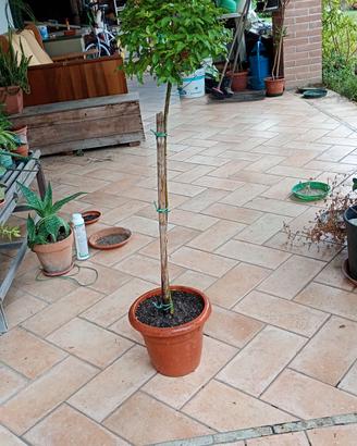 Bosso- Pianta da arredo giardino 