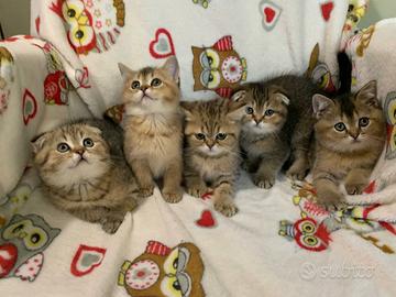 Cuccioli scottish fold e straight