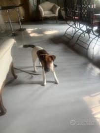 Fox Terrier a Pelo Corto di 20 Mesi appena compiut