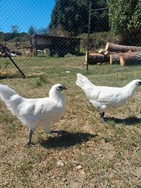 Galline hmong