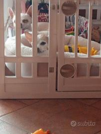 recinto cagnolini